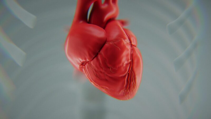 A plastic red heart in an indicated rib cage, on a light background